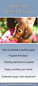 How To Care For A New Dachshund Puppy
