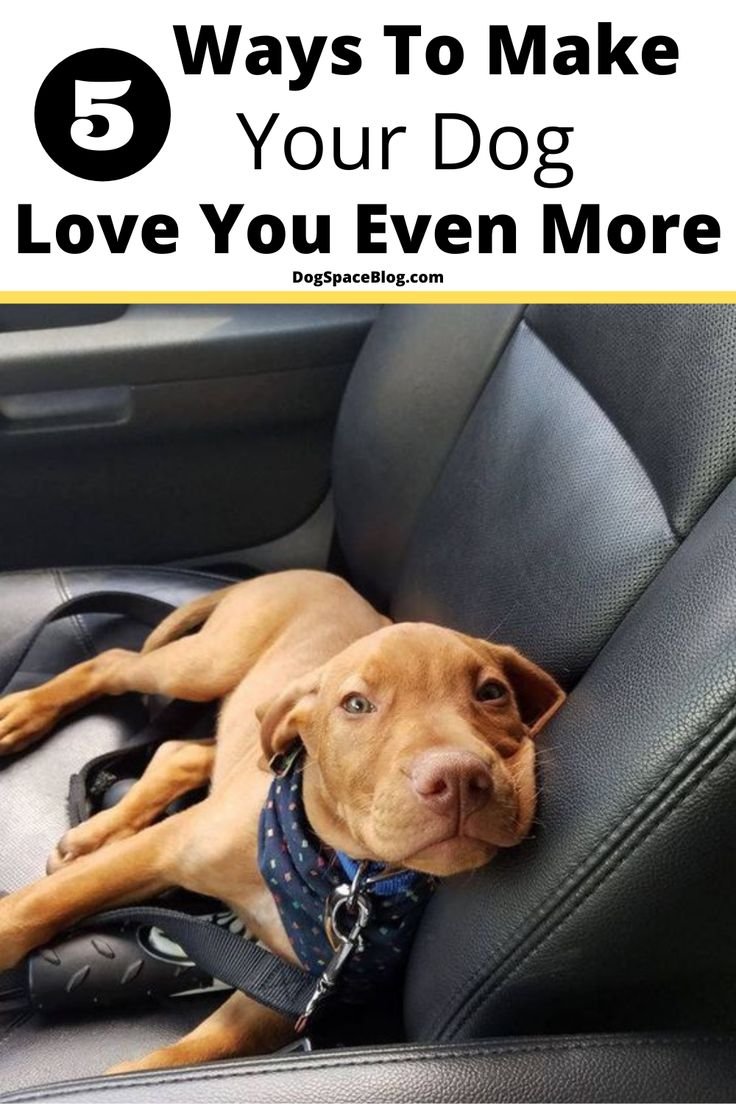 How To Make Your Dog Love You (Even More Than They Do Right Now!)