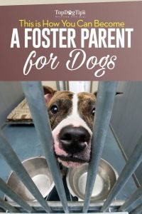 Tips on How to Become a Fosterer for Dogs