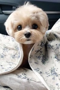 Top 10 Cutest Dog Breeds — Small Cutest Dogs We Can’T Get Enough Of