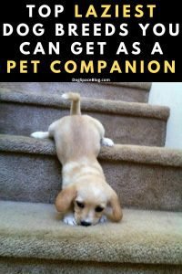 Top 10 Laziest Dog Breeds You Can Get As a Pet Companion