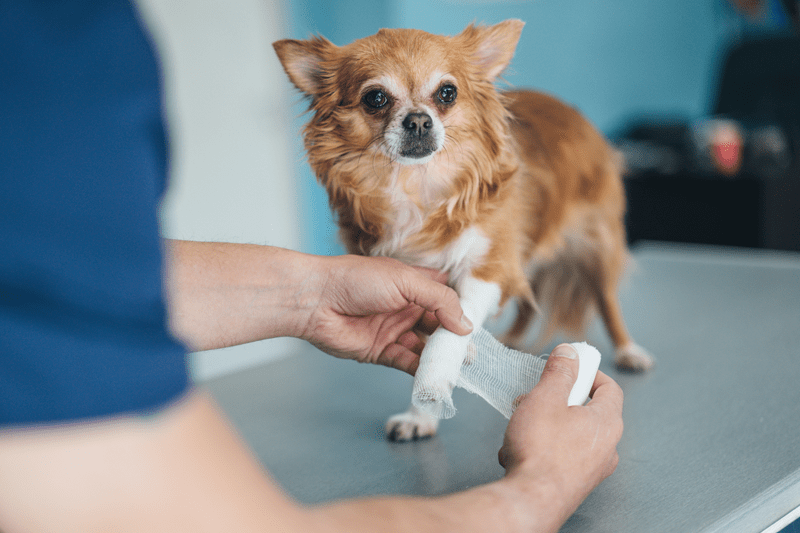 Top 5 Most Common Dog Health Problems