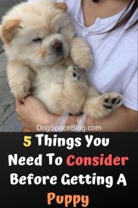 Top 5 Things You Need To Consider Before Getting A Puppy