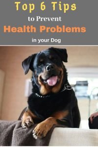 Top 6 Tips to Prevent Health Problems in Dogs