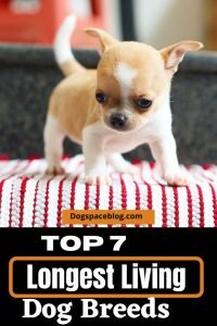 Top 7 Longest Living Dog Breeds – Which Dogs Live the Longest?